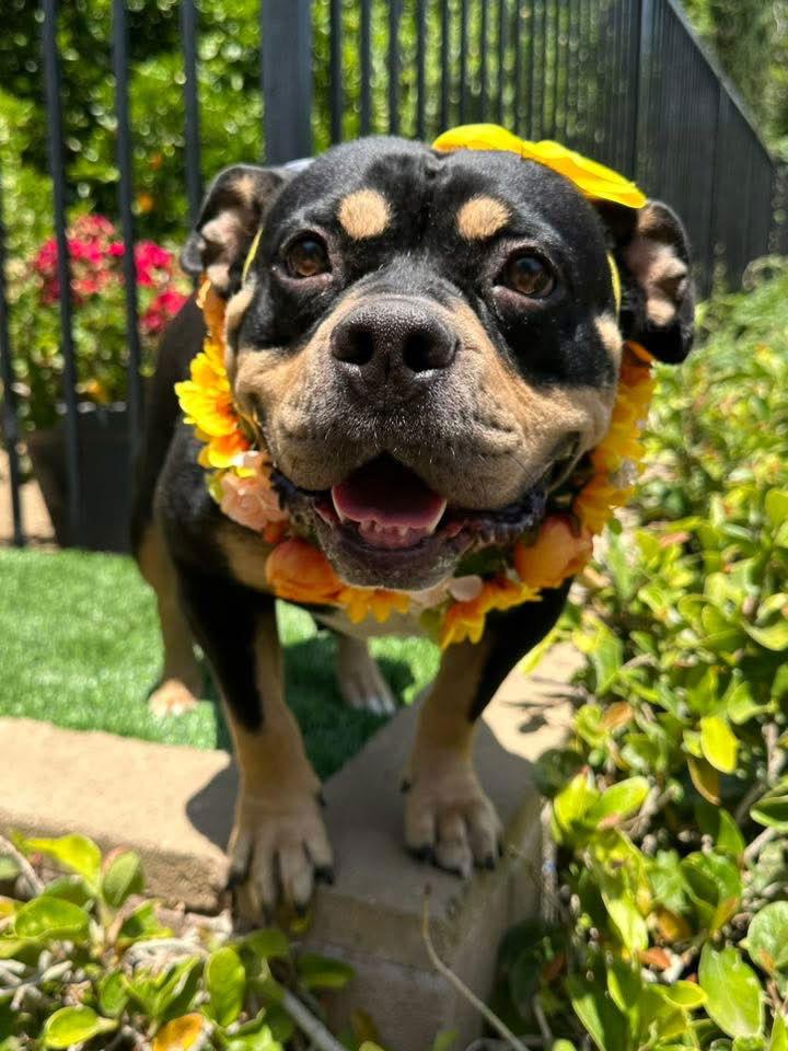 Madison, Adopted, Young Female American Staffordshire Terrier & Rottweiler.