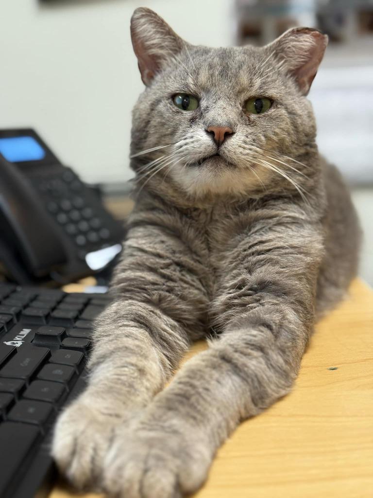 Enlarge Denzel Pawshington, a Adoptable mixed breed in Hamilton, OH image 1/3