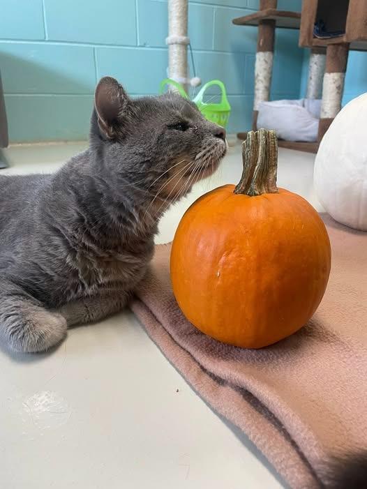 Enlarge Denzel Pawshington, a Adoptable mixed breed in Hamilton, OH image 2/3