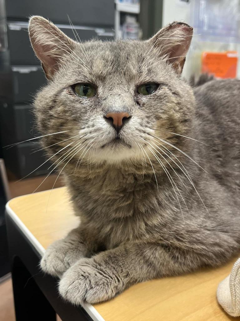 Enlarge Denzel Pawshington, a Adoptable mixed breed in Hamilton, OH image 3/3