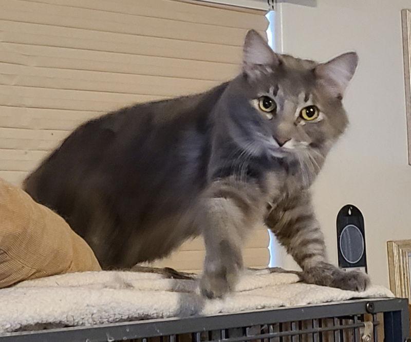 Tommy, Adoptable, Adult Male Domestic Long Hair & Tabby.