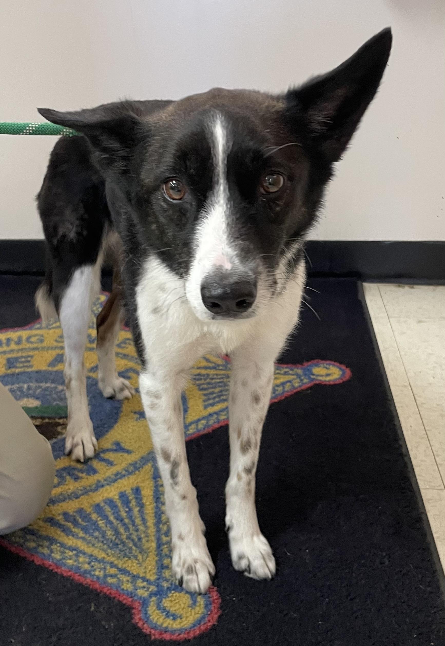 Grasshopper HOLD, Adoptable, Young Male Australian Cattle Dog / Blue Heeler.