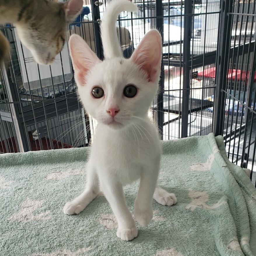Enlarge Sycamore (26-4626), a Adoptable Domestic Short Hair in Fort Smith, AR image 1/1