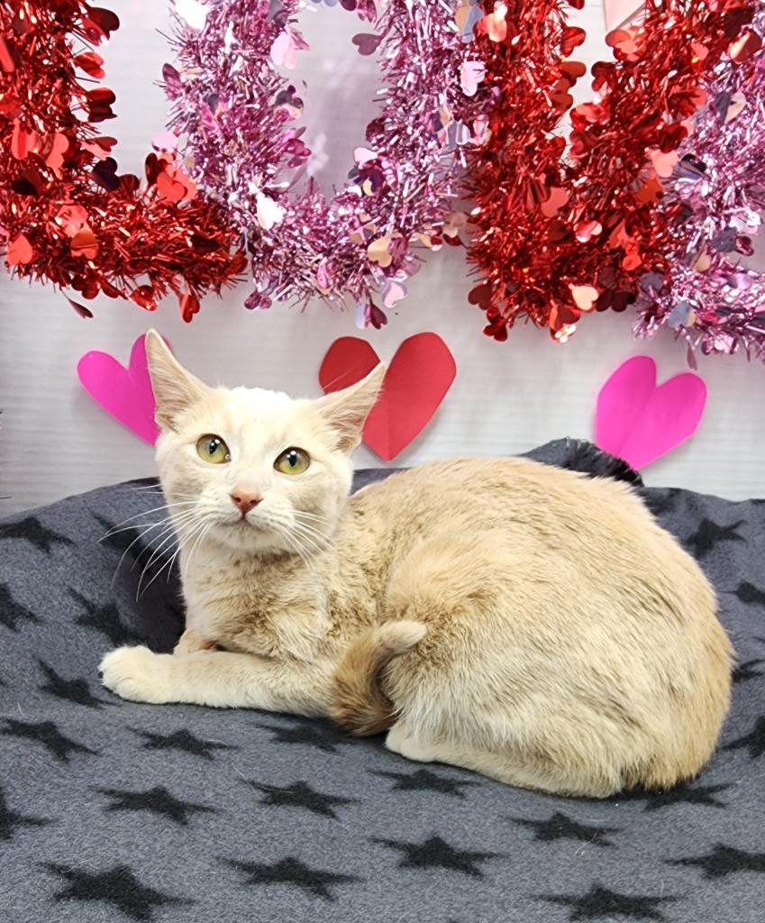 Bing, Adoptable, Young Male Domestic Short Hair.