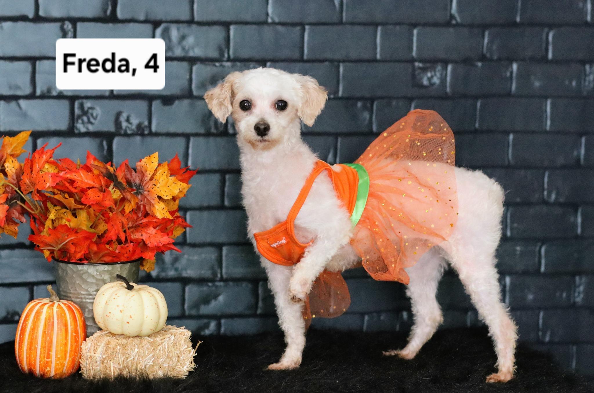 Freda (and several friends!), Adopted, Adult Female Poodle.