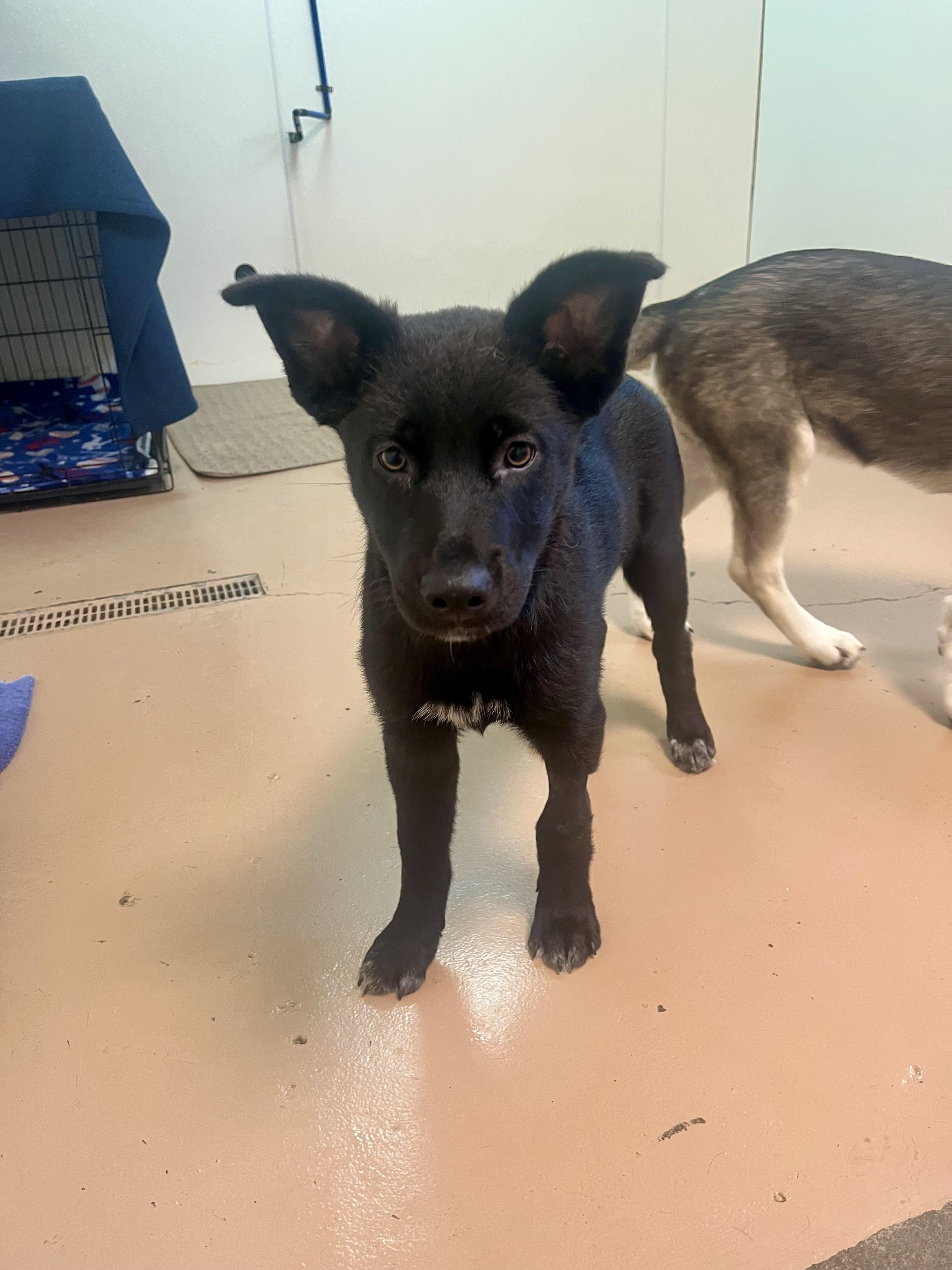 Mushu, an adoptable Black Labrador Retriever, Shepherd in Jamestown, ND, 58402 | Photo Image 1