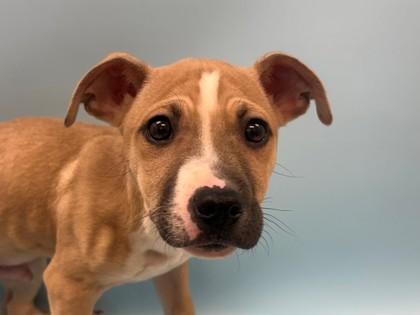 Jack, Adoptable, Puppy Male Cattle Dog & Chihuahua.