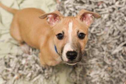 Enlarge Jack, a Adoptable mixed breed in Woodbury, MN image 2/2