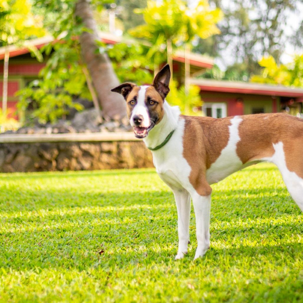 Enlarge Juniper, a Adoptable Mixed Breed in Kailua Kona, HI image 1/4
