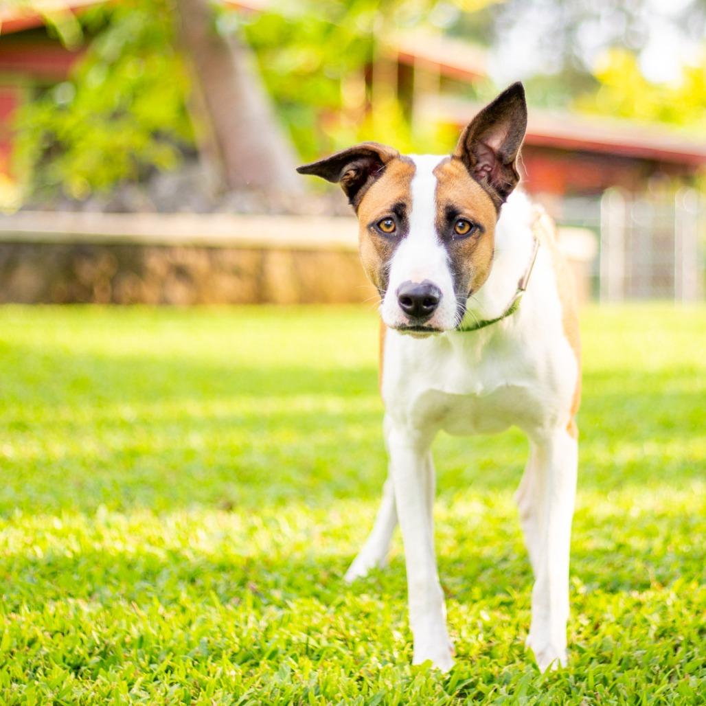 Enlarge Juniper, a Adoptable Mixed Breed in Kailua Kona, HI image 2/4