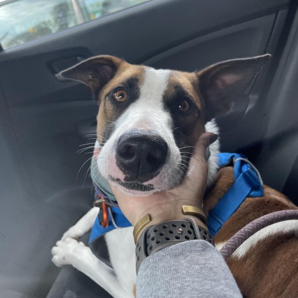 Enlarge Juniper, a Adoptable Mixed Breed in Kailua Kona, HI image 3/4