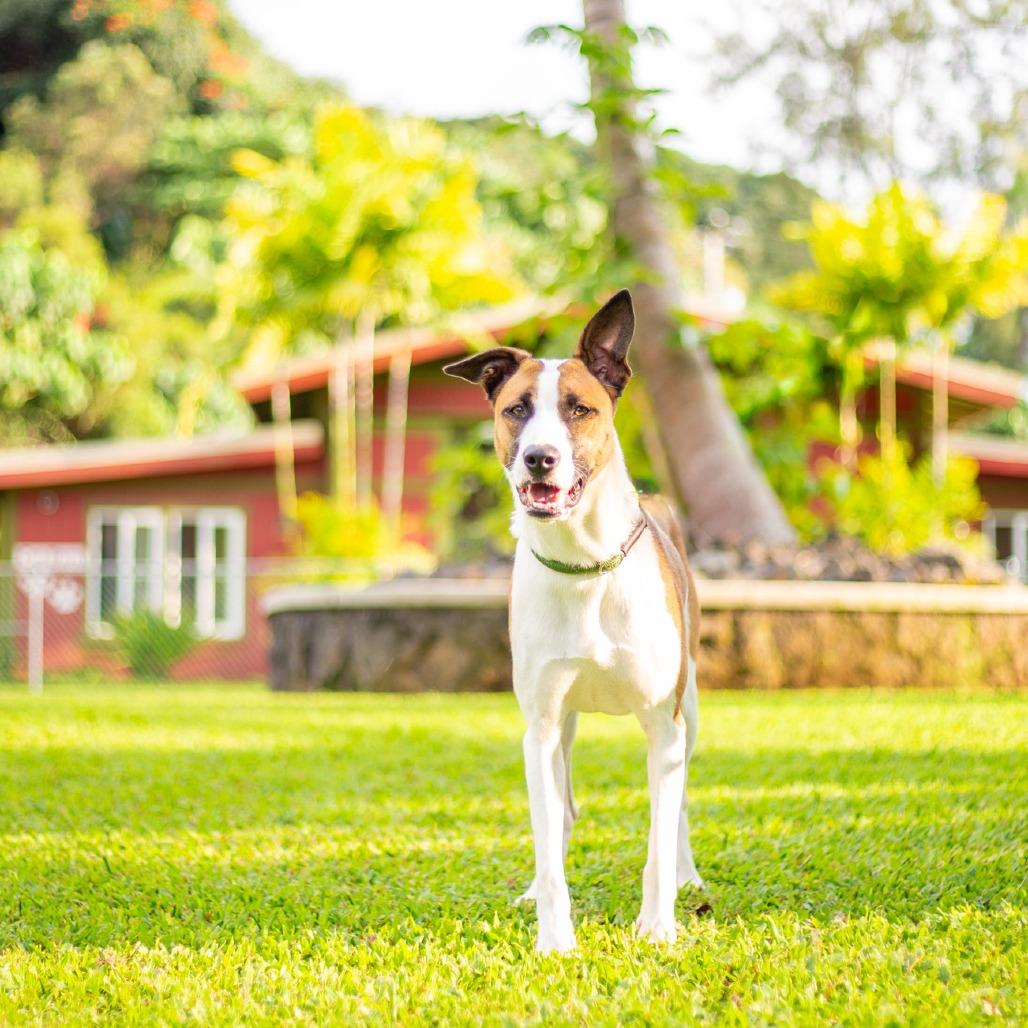 Enlarge Juniper, a Adoptable Mixed Breed in Kailua Kona, HI image 4/4