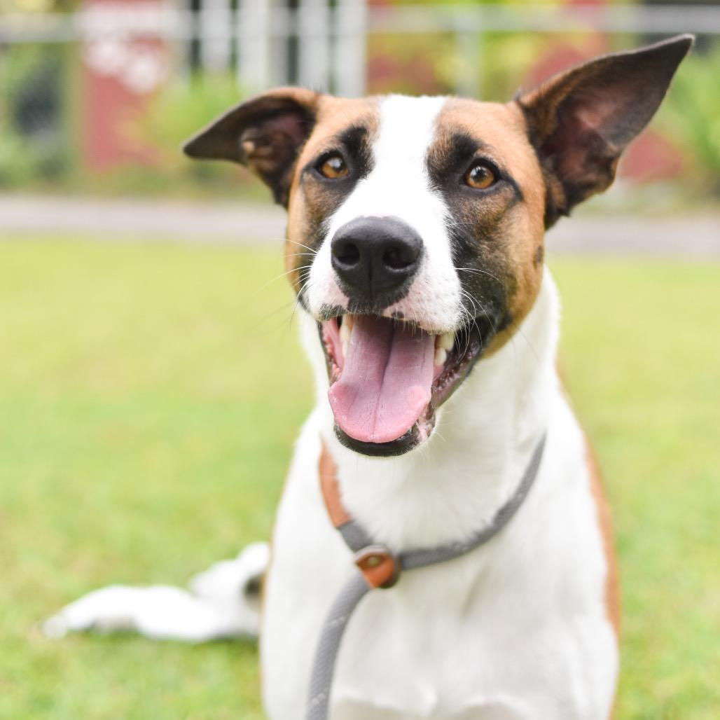 Juniper, a Adoptable Mixed Breed in Kailua Kona, HI image 6/6