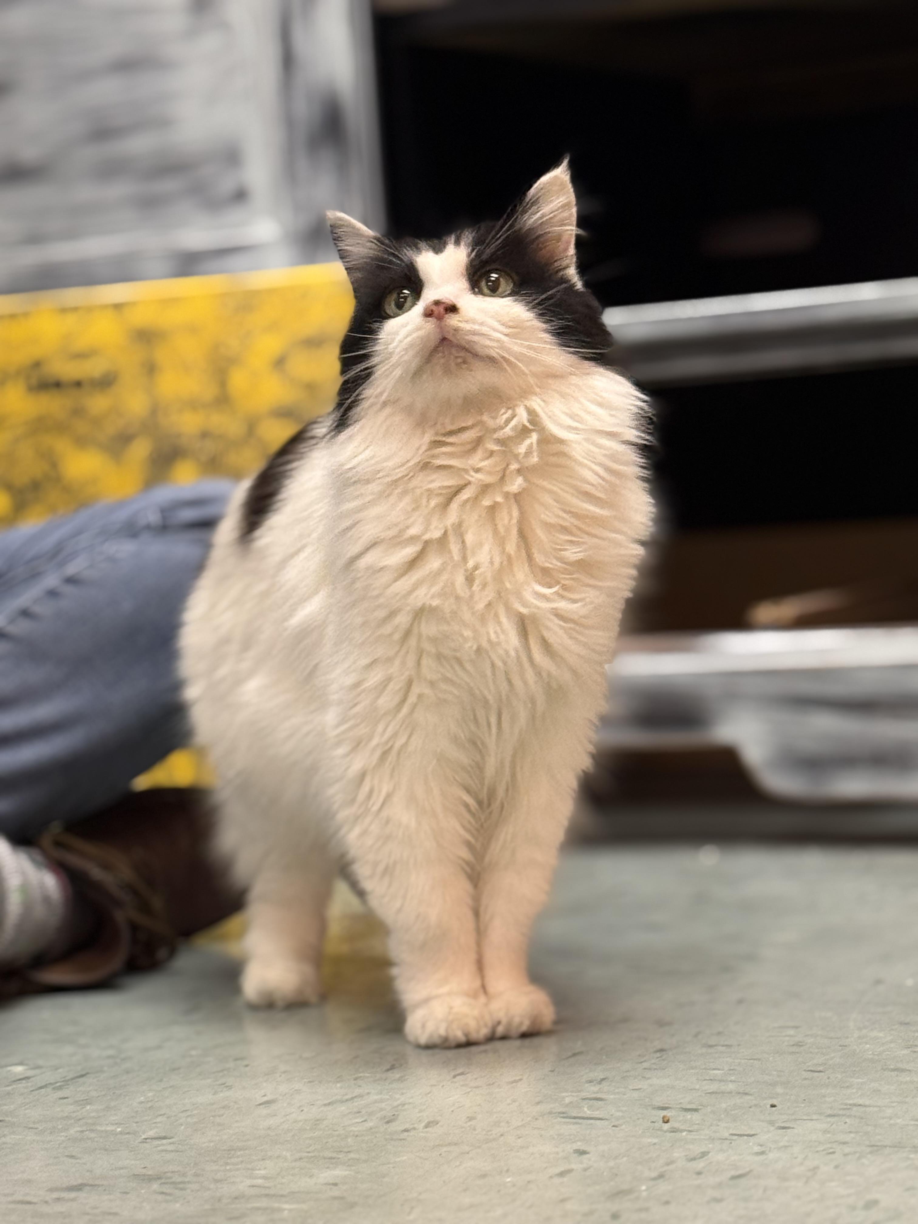 Parmie, ADOPTABLE, Adult Female Domestic Long Hair.