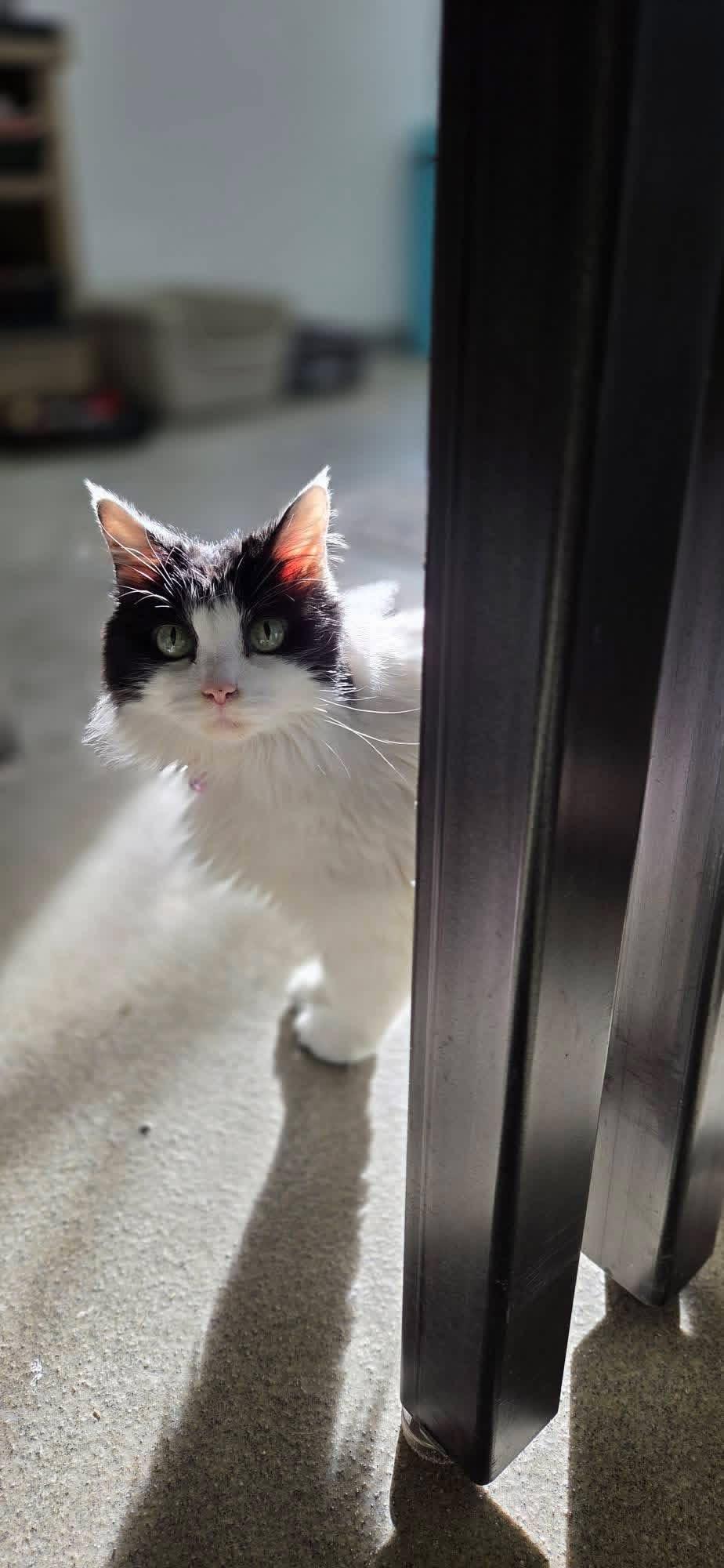 Enlarge Parmie, a ADOPTABLE Domestic Long Hair in Louisville, OH image 3/3