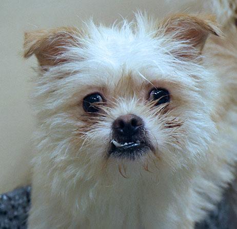 Marie (AO35971), adopted, Adult Female Terrier.