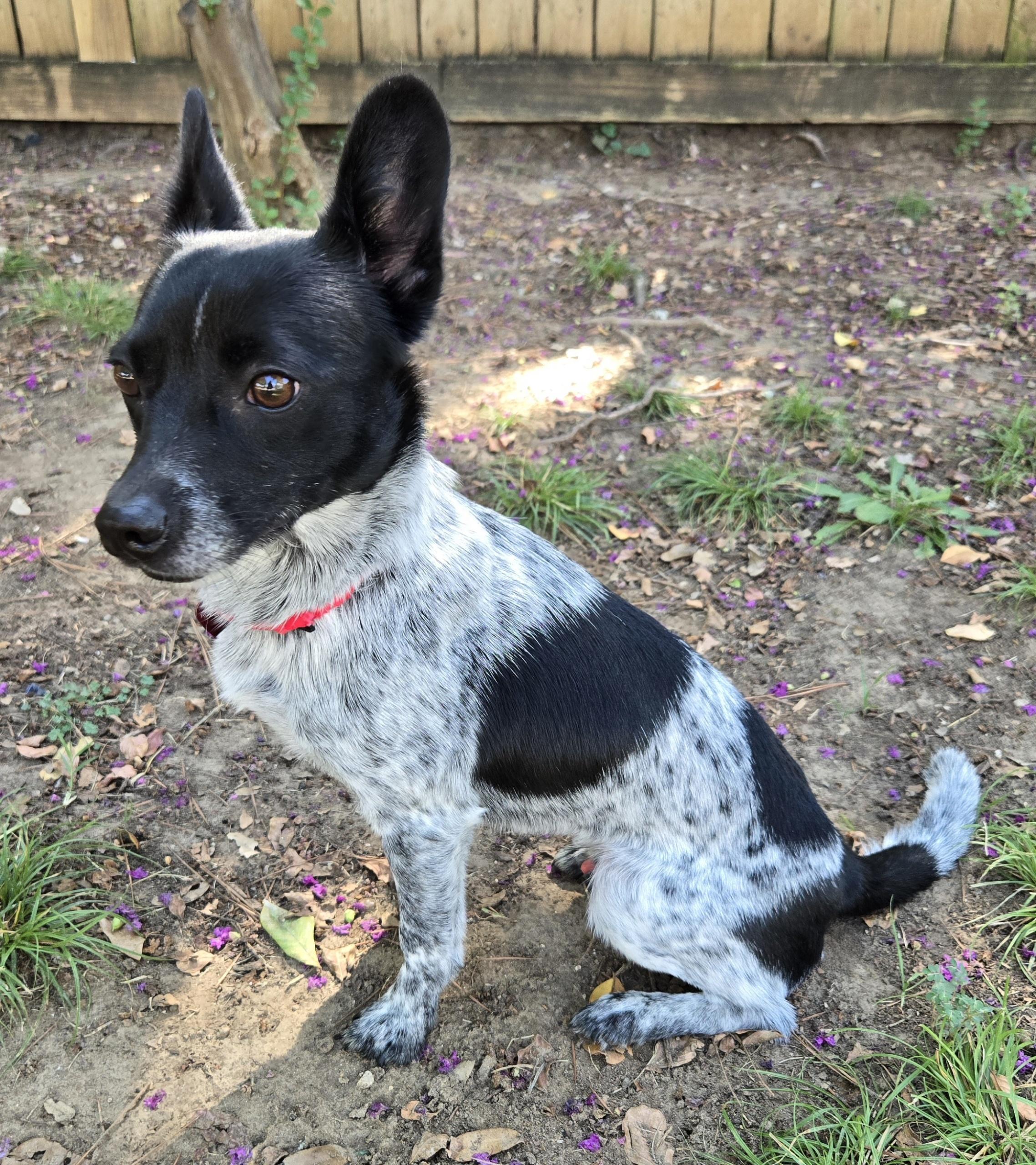 MURPHY, a Adoptable mixed breed in Grand Prairie, TX image 1/4