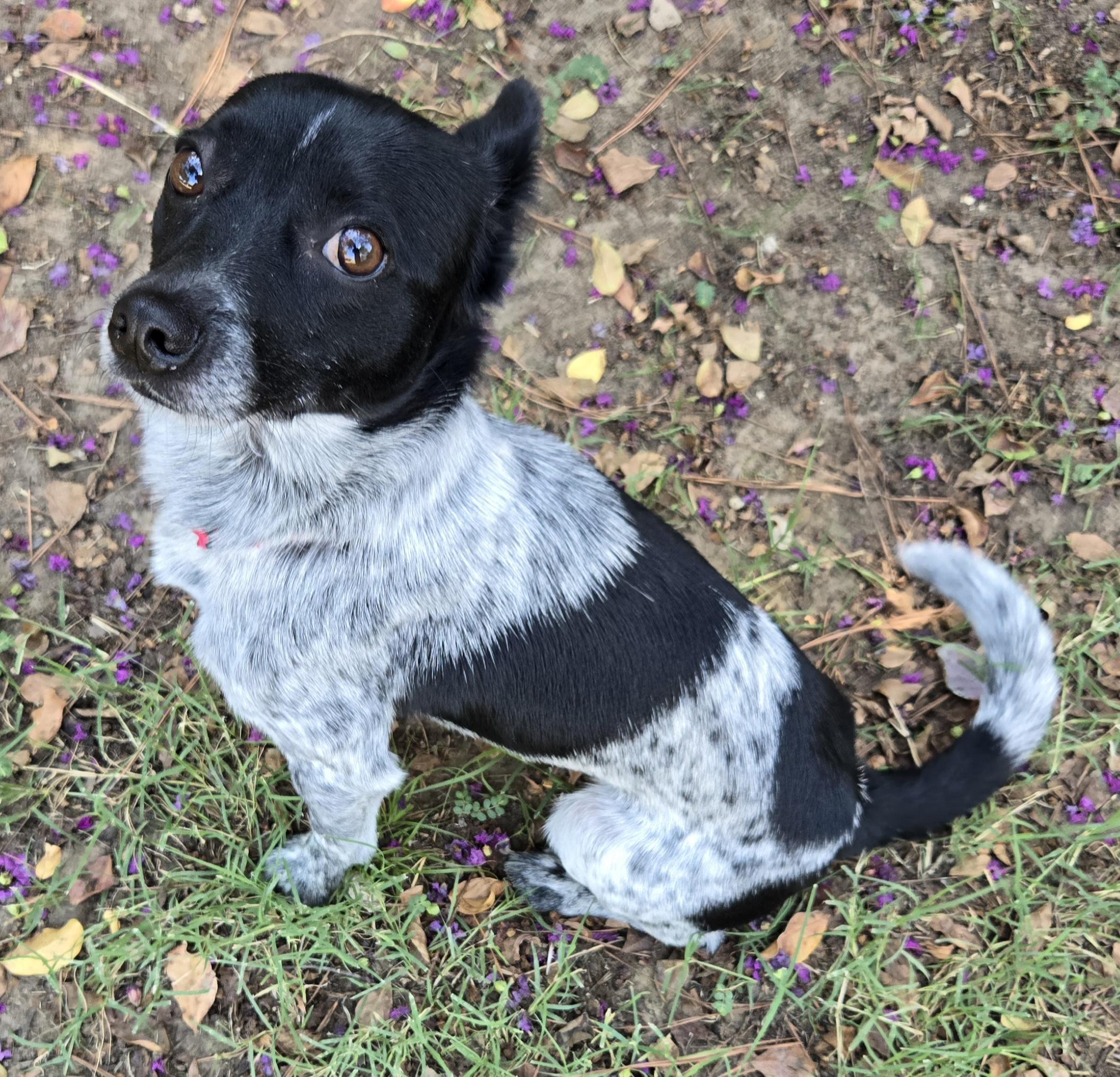 MURPHY, a Adoptable mixed breed in Grand Prairie, TX image 2/4