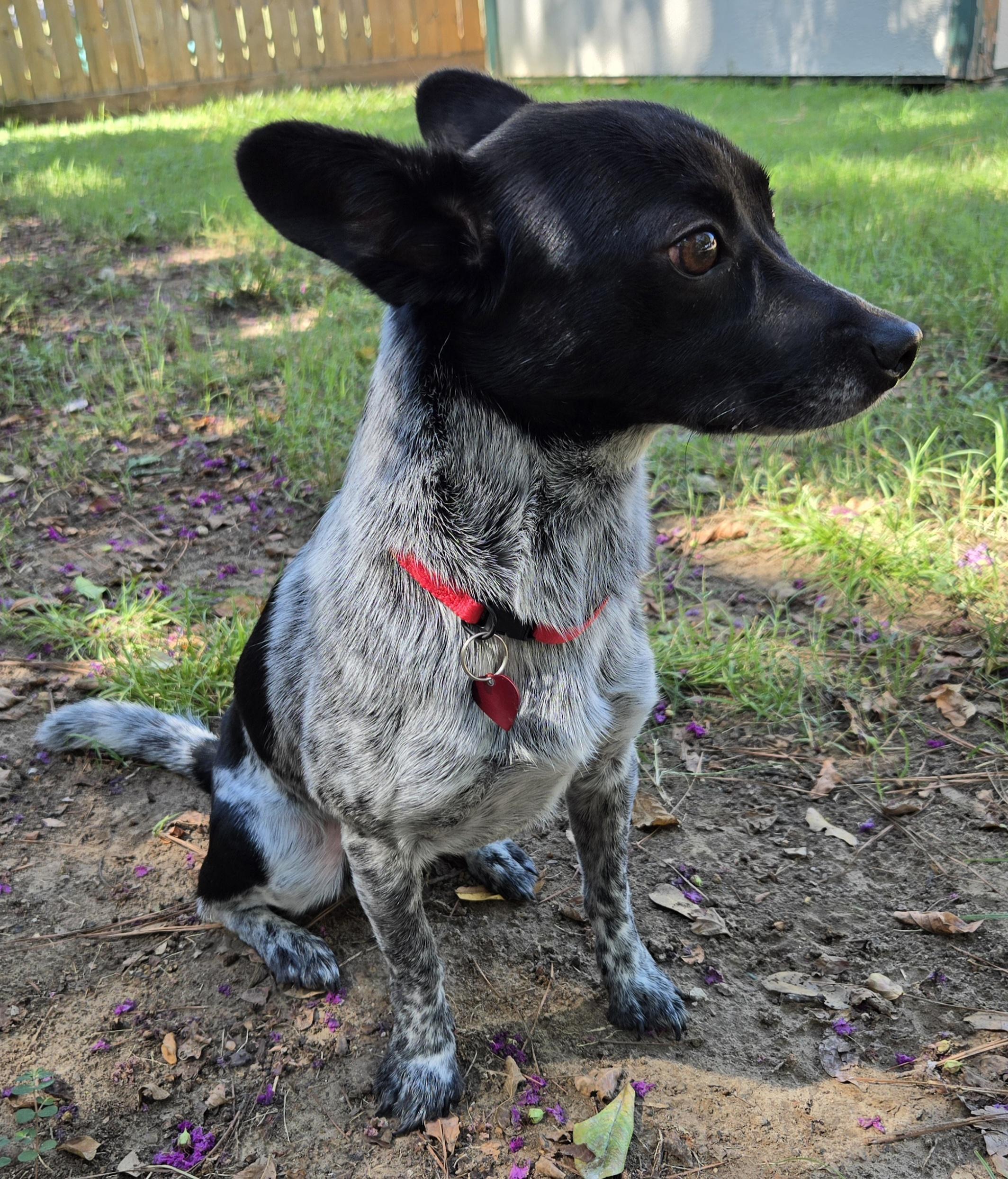 MURPHY, an adoptable Chihuahua, Chiweenie in Grand Prairie, TX, 75050 | Photo Image 4