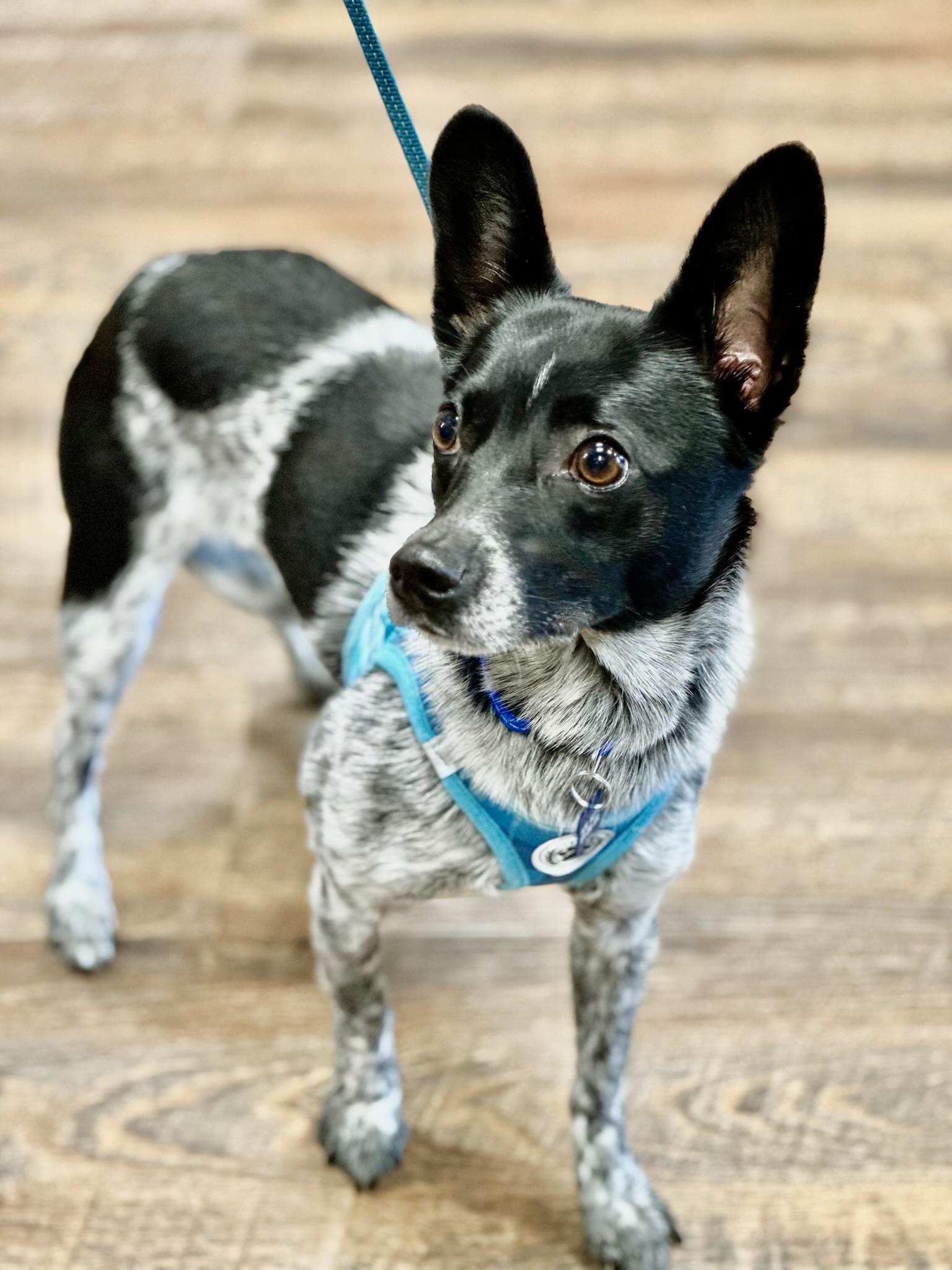 Enlarge MURPHY, a Adoptable mixed breed in Grand Prairie, TX image 4/5