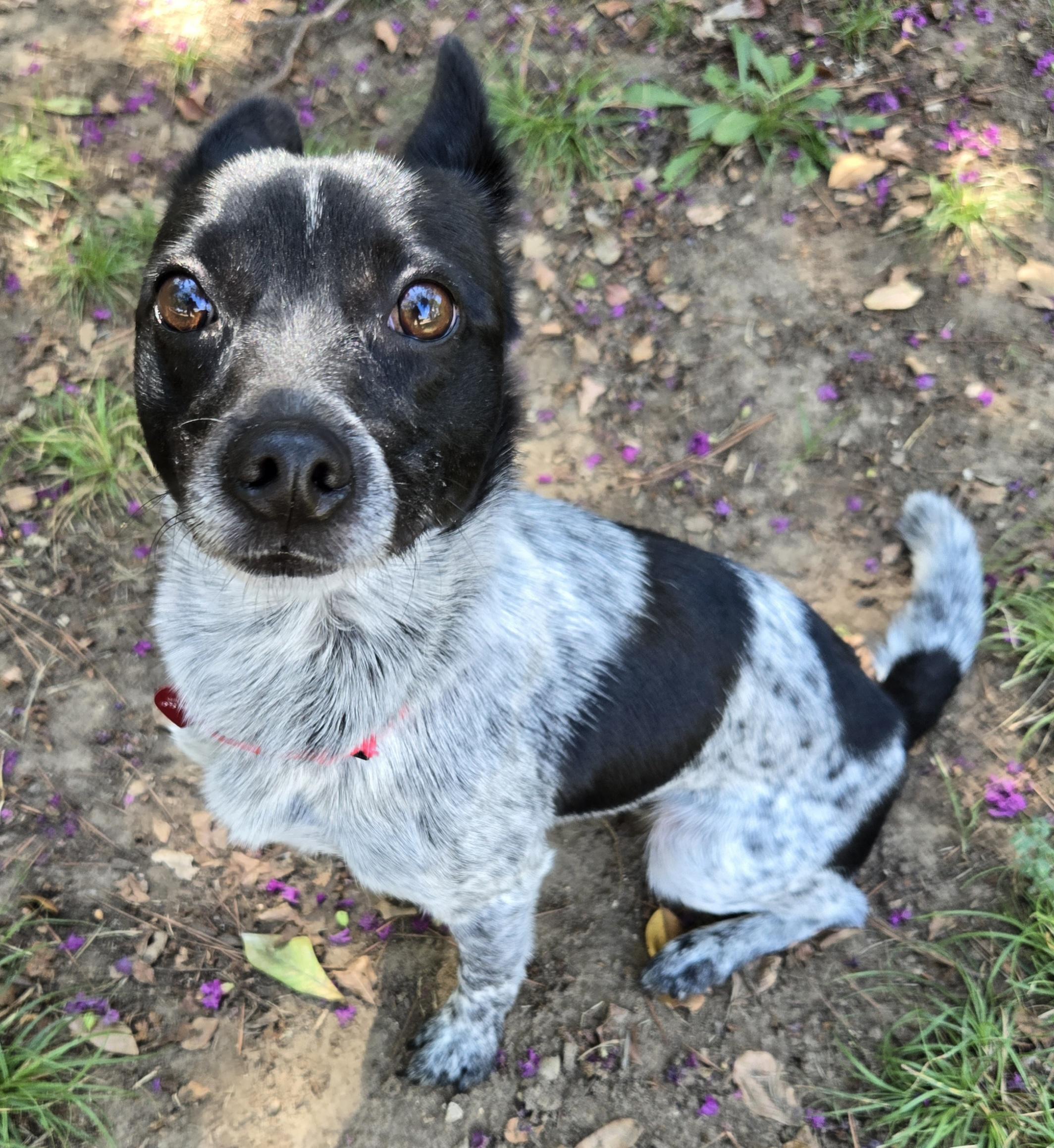 MURPHY, an adoptable Chihuahua, Chiweenie in Grand Prairie, TX, 75050 | Photo Image 2