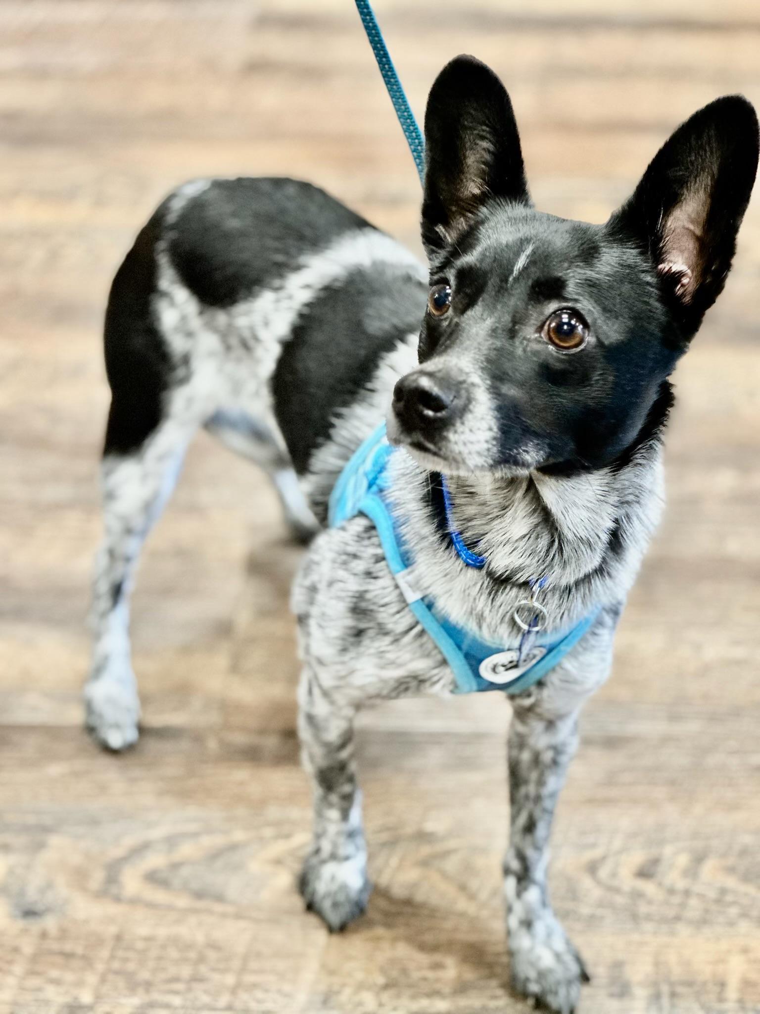 Enlarge MURPHY, a Adoptable mixed breed in Grand Prairie, TX image 2/5