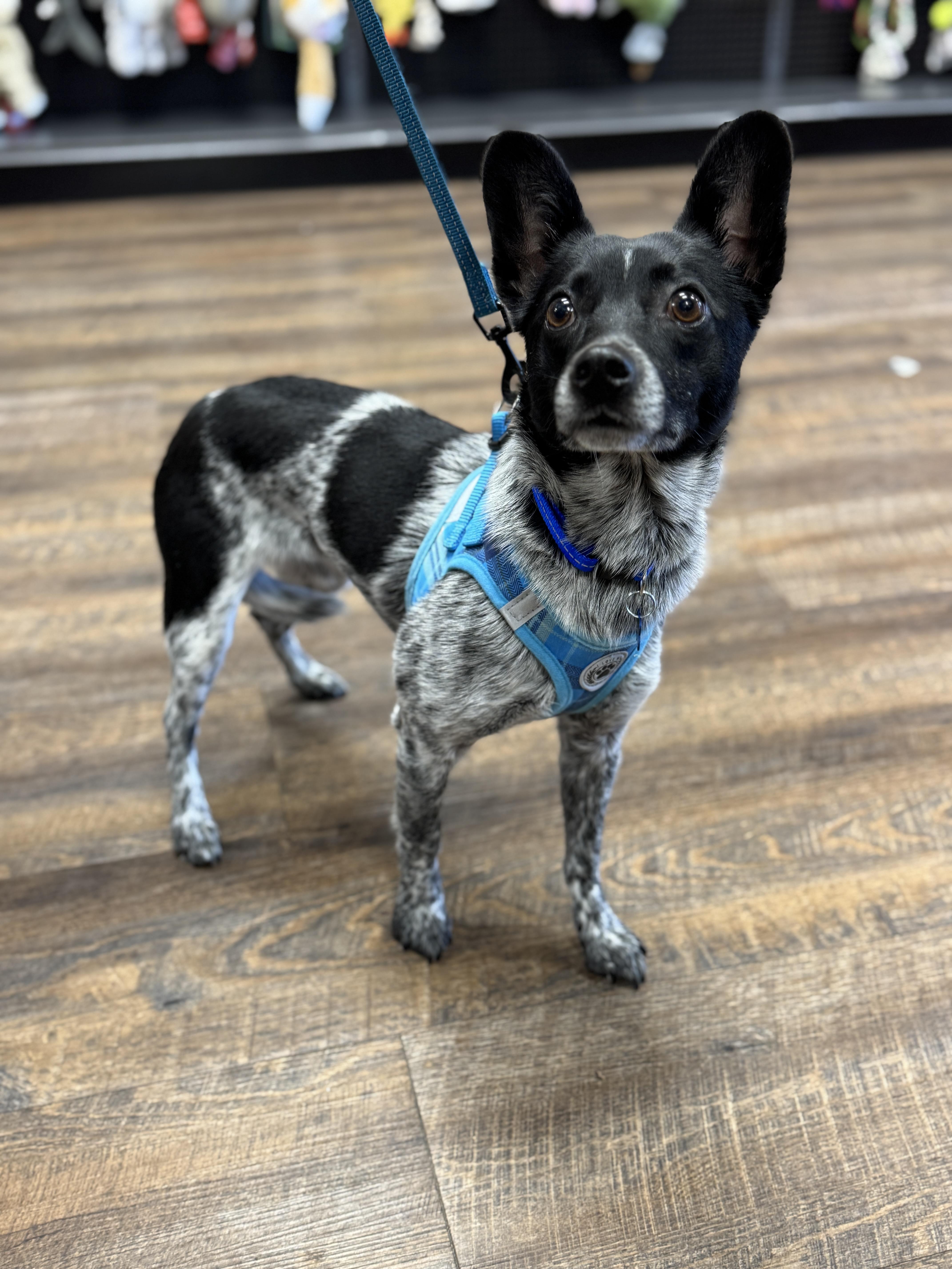 Enlarge MURPHY, a Adoptable mixed breed in Grand Prairie, TX image 5/5