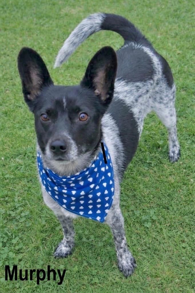 Enlarge MURPHY, a Adoptable mixed breed in Grand Prairie, TX image 1/5