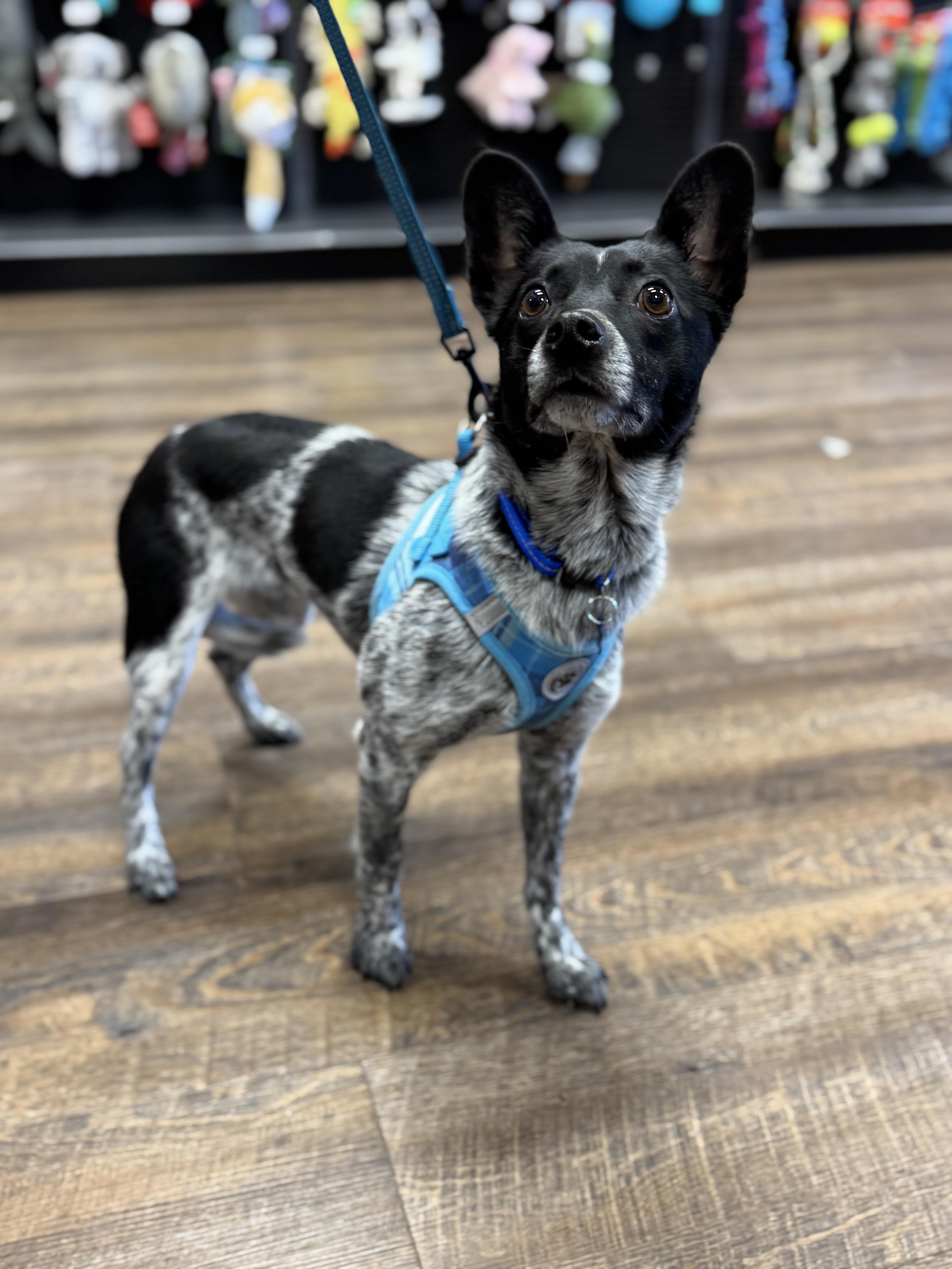 Enlarge MURPHY, a Adoptable mixed breed in Grand Prairie, TX image 3/5