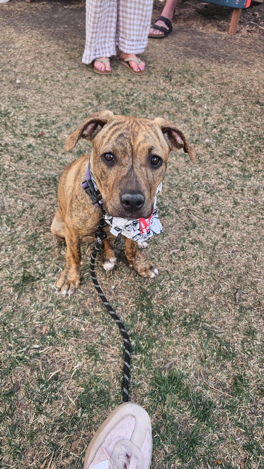 Enlarge Tweety, a Adoptable Mixed Breed in Fort Collins, CO image 1/3