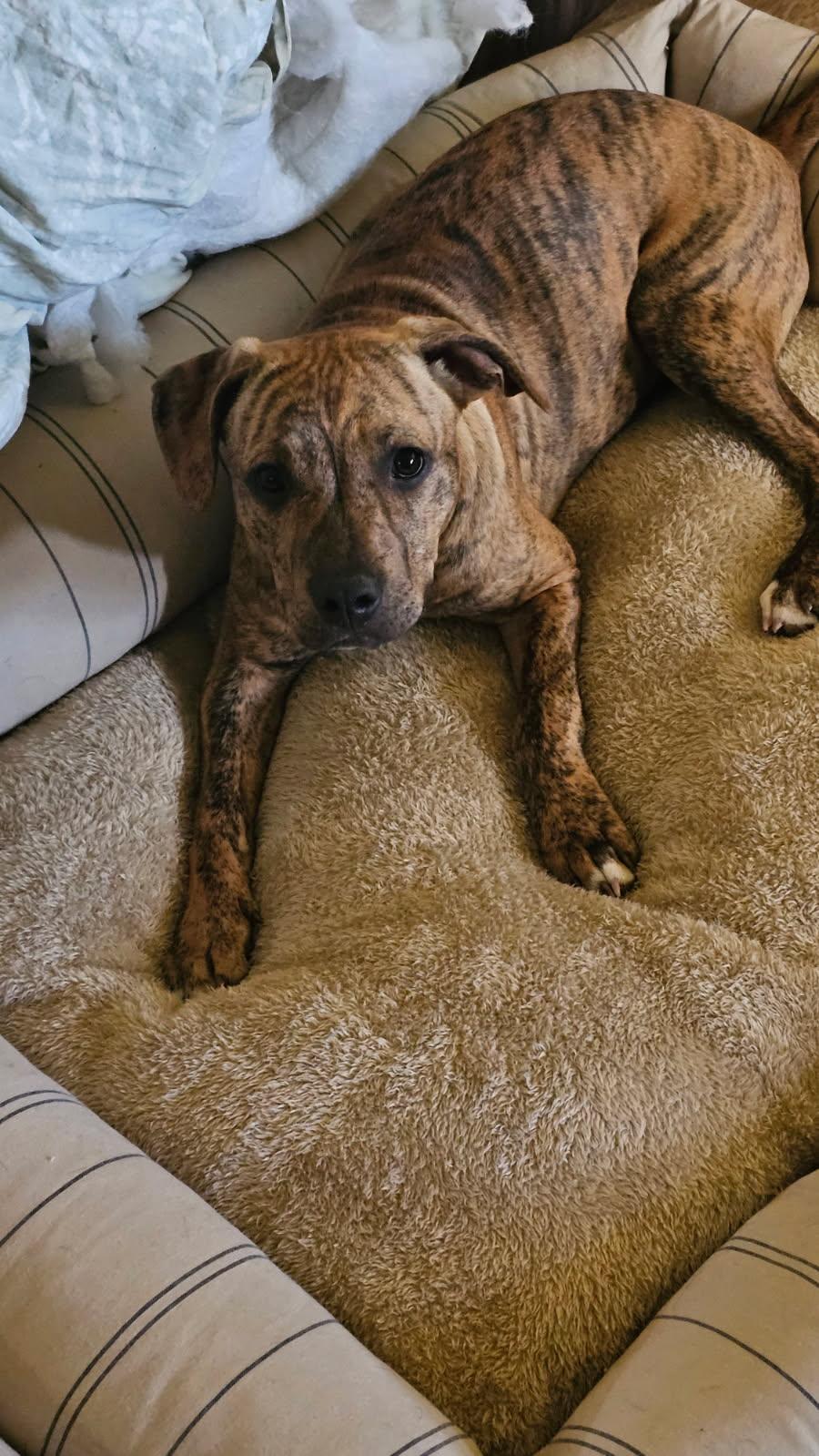 Enlarge Tweety, a Adoptable Mixed Breed in Fort Collins, CO image 2/3