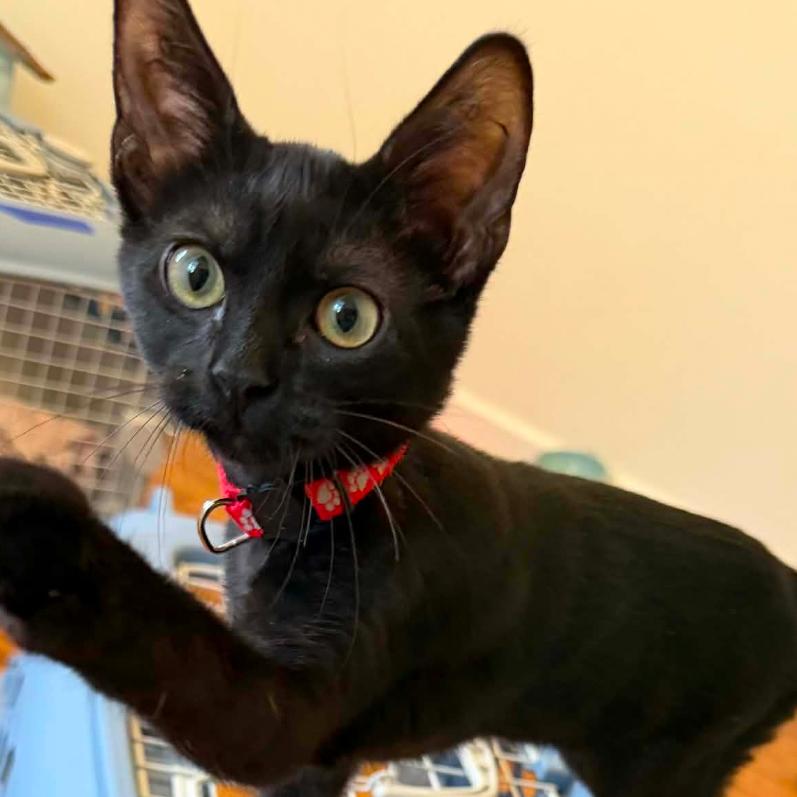 Scarlett, Adoptable, Kitten Female Domestic Short Hair.