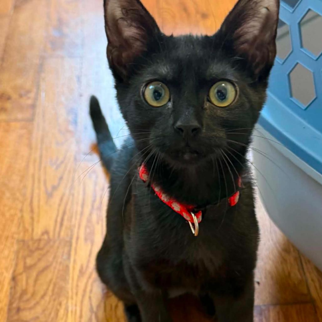 Enlarge Scarlett, a Adoptable Domestic Short Hair in Granby, MO image 2/2