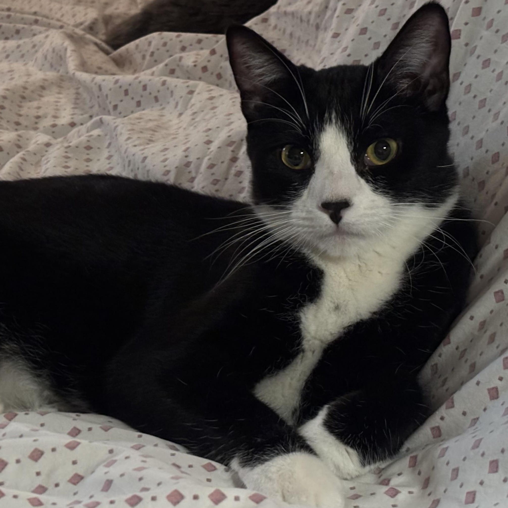 Enlarge Tux, a Adoptable Domestic Short Hair in Glendora, CA image 2/3