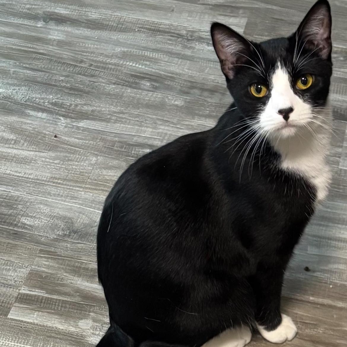 Tux, Adoptable, Young Male Domestic Short Hair.
