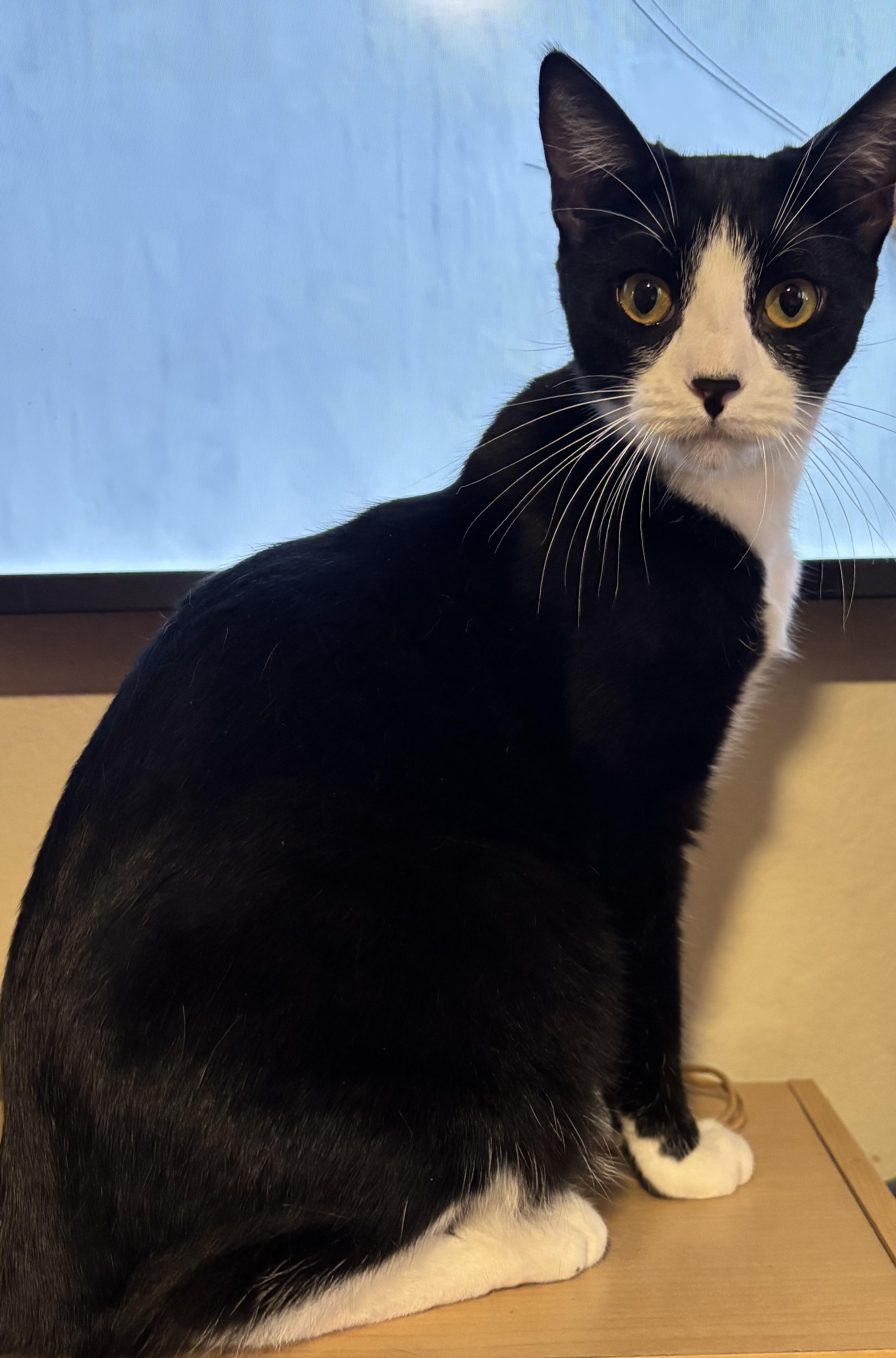 Enlarge Tux, a Adoptable Domestic Short Hair in Glendora, CA image 3/3