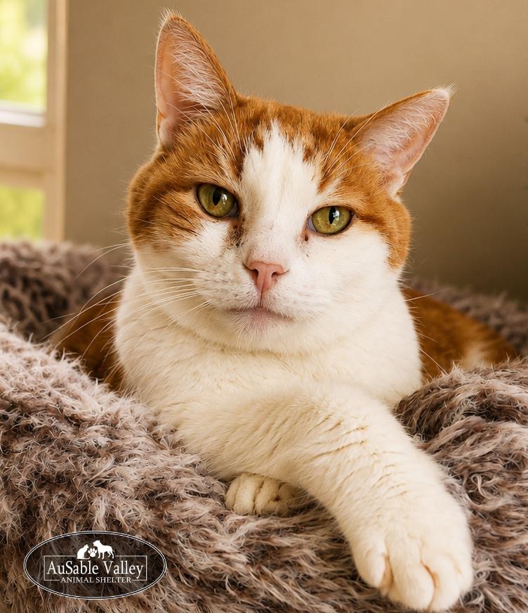 Rusty, a ADOPTABLE Domestic Short Hair in Grayling, MI image 4/4
