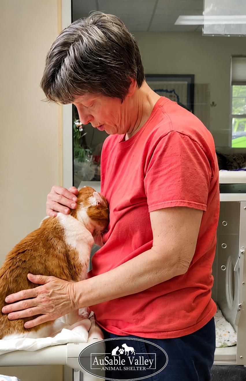 Rusty, a ADOPTABLE Domestic Short Hair in Grayling, MI image 2/2