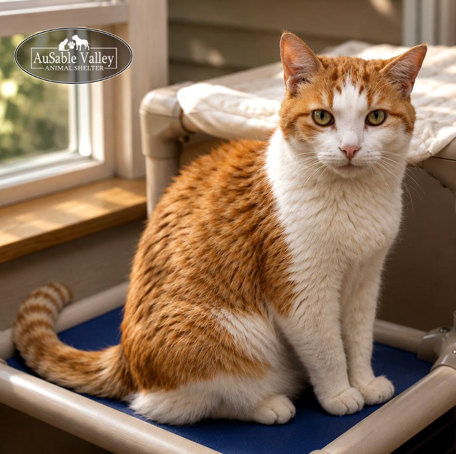 Rusty, ADOPTABLE, Senior Male Domestic Short Hair.