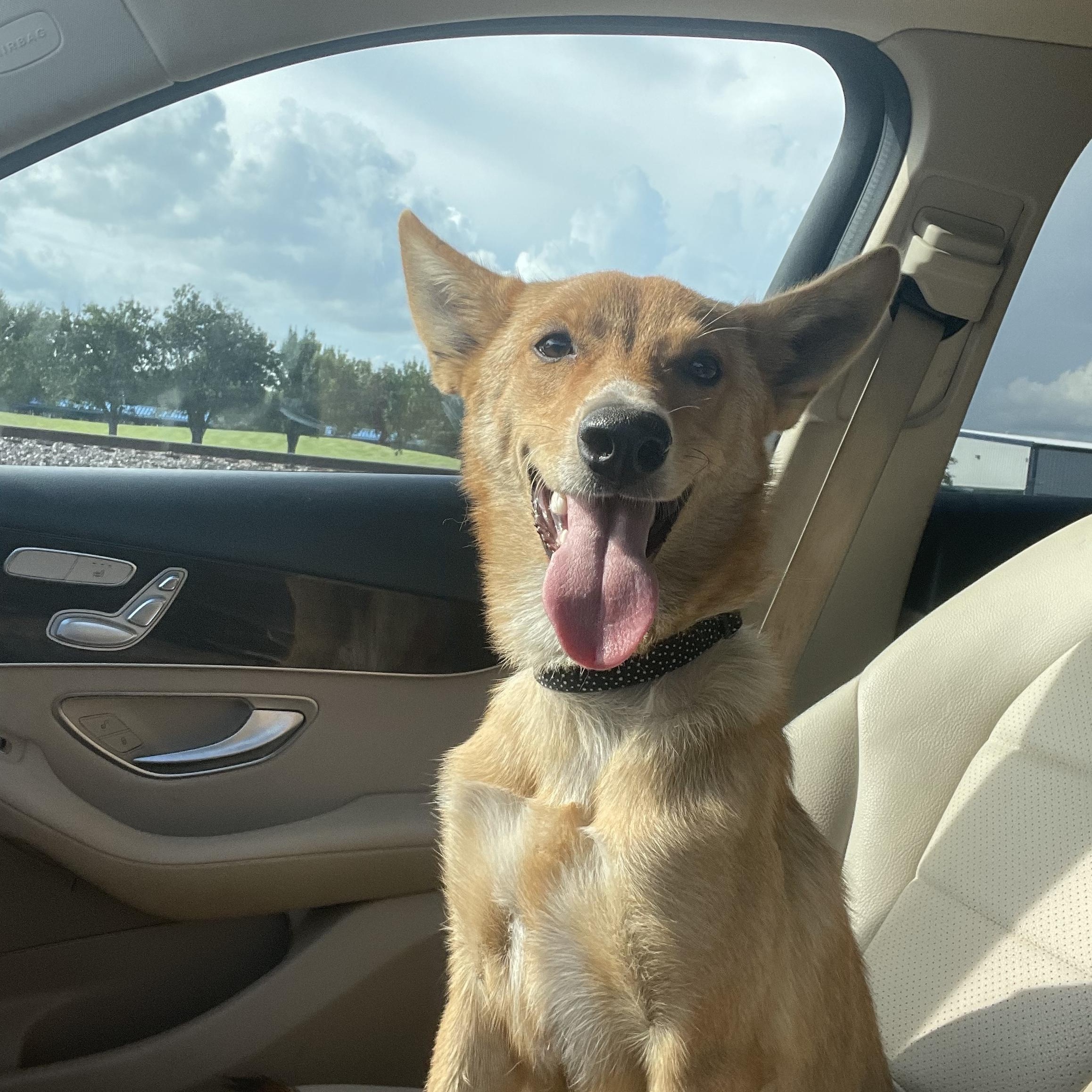 Summer, a Adoptable mixed breed in Lynn, MA image 2/6