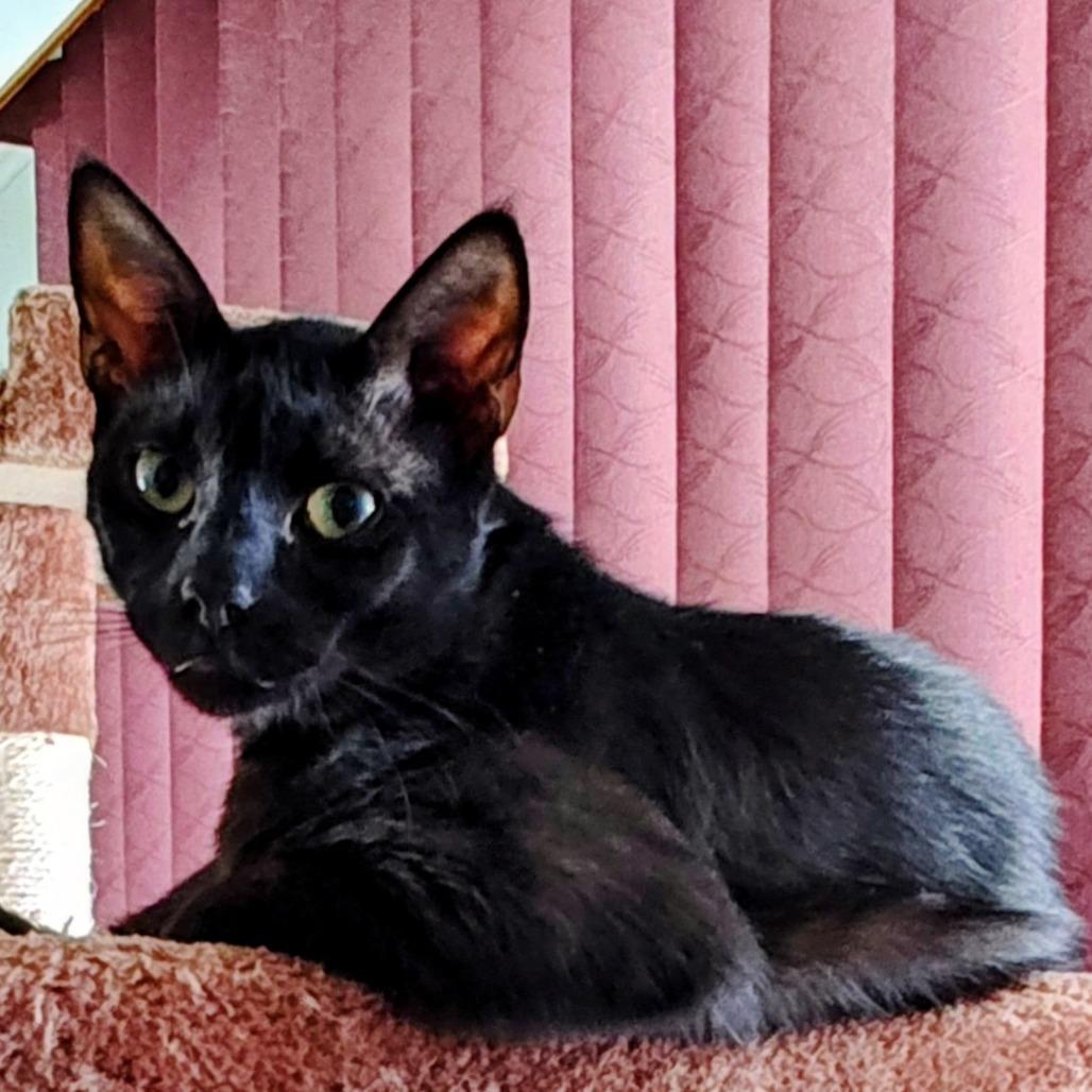 Joey — thumbnail 2