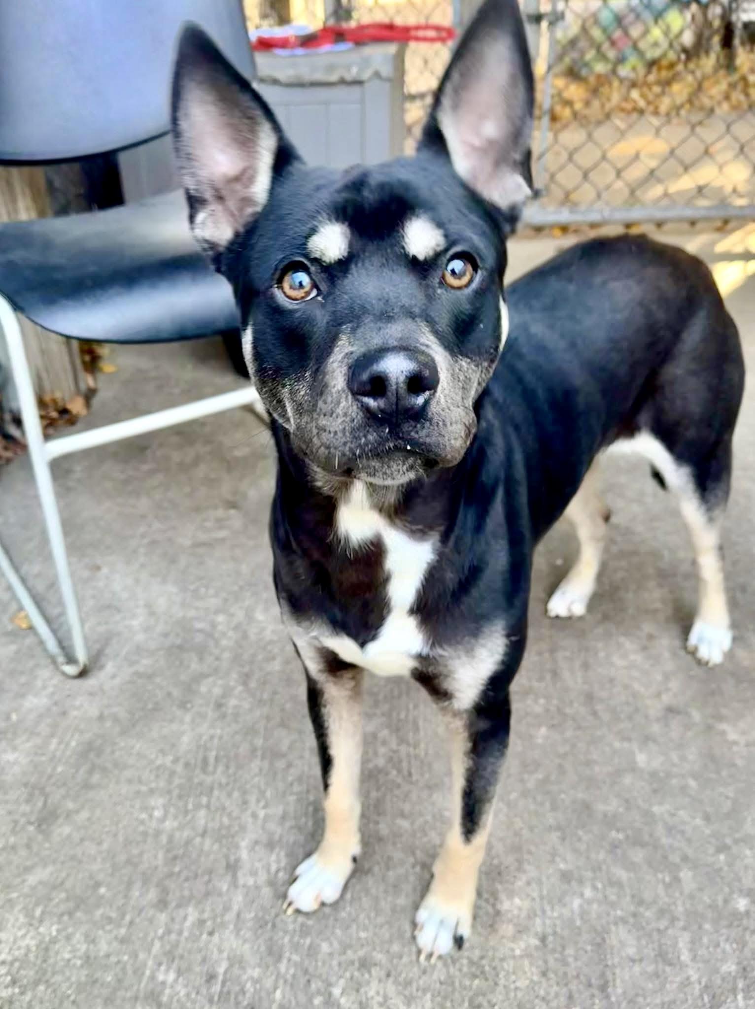 Walter, a ADOPTABLE German Shepherd Dog in Chicago, IL image 1/5