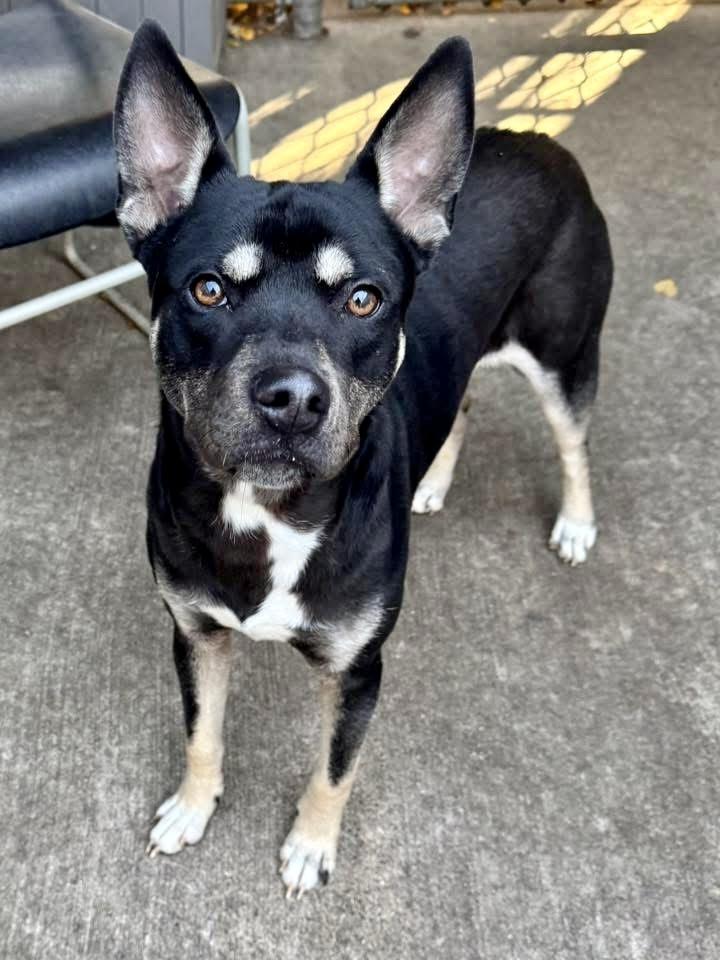 Walter, a ADOPTABLE German Shepherd Dog in Chicago, IL image 2/5