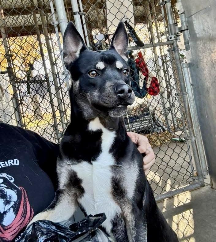 Walter, a ADOPTABLE German Shepherd Dog in Chicago, IL image 3/5