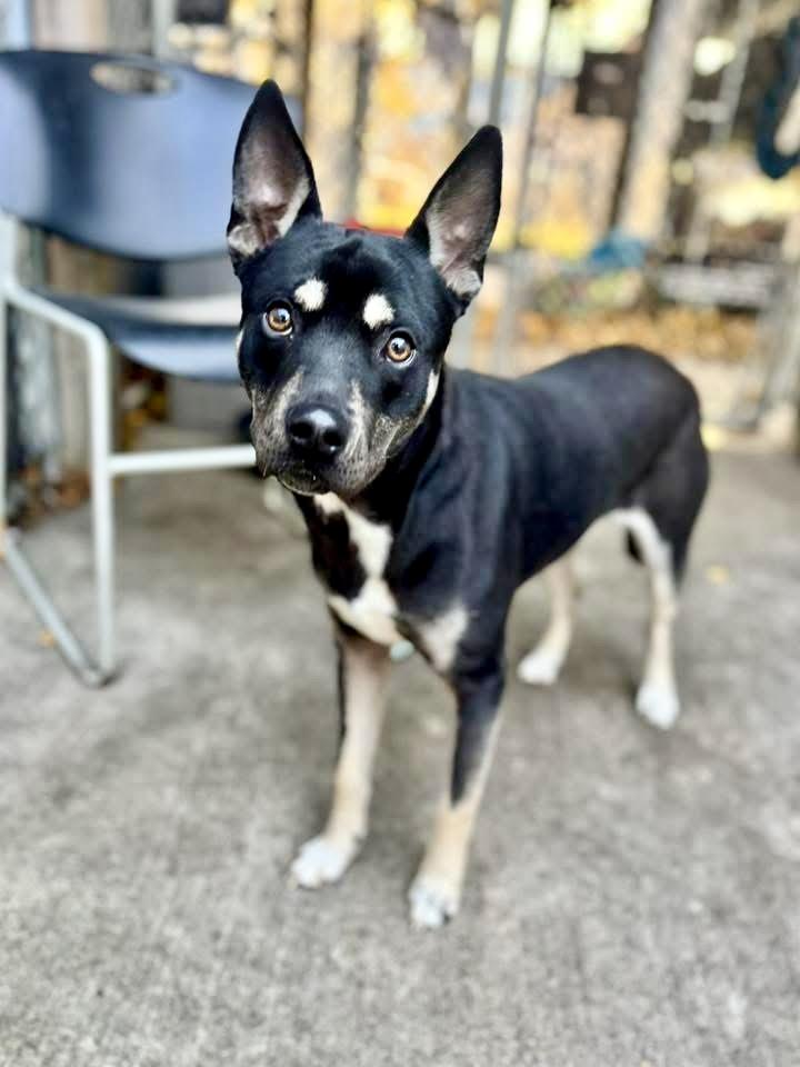 Walter, a ADOPTABLE German Shepherd Dog in Chicago, IL image 4/5