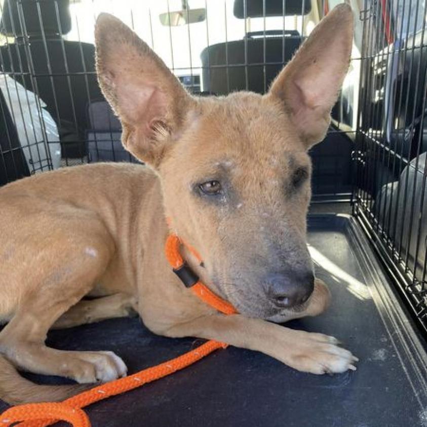 Tiddlywink, Adoptable, Adult Female German Shepherd Dog.