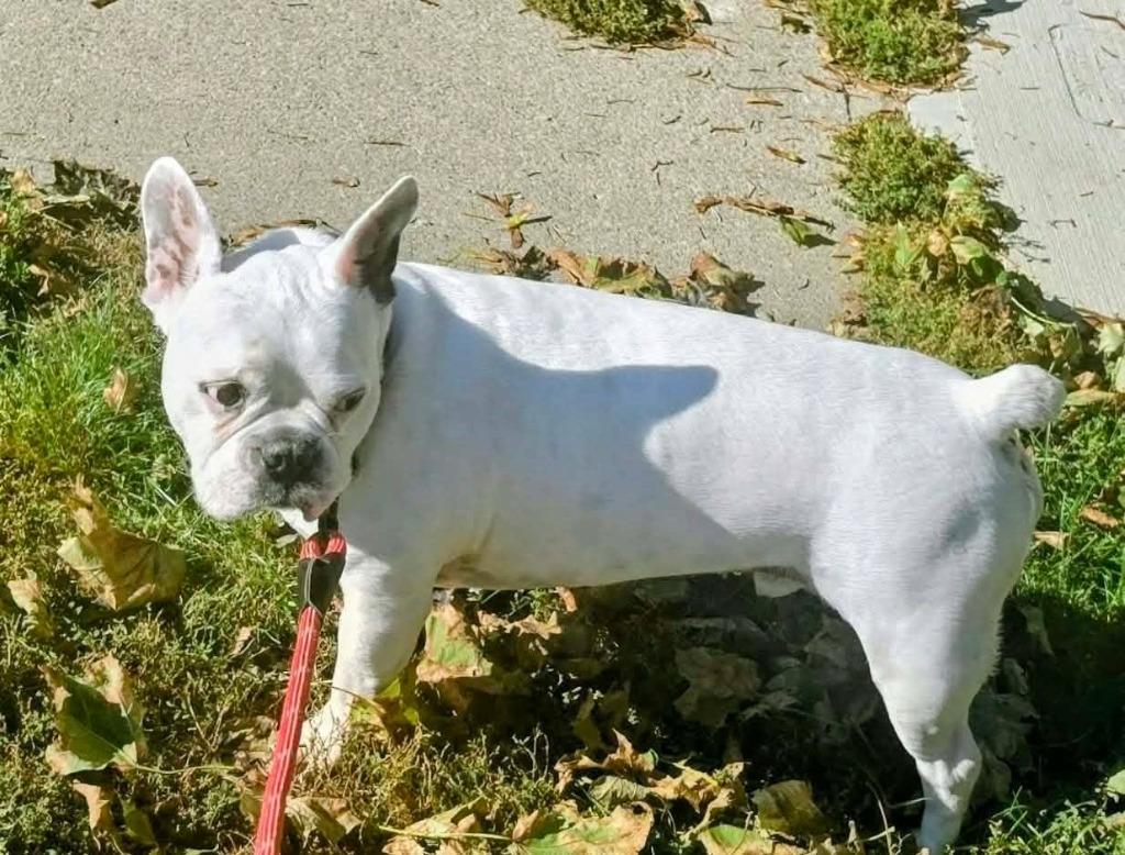 Enlarge Gavin, a Adoptable French Bulldog in Toronto, ON image 1/3