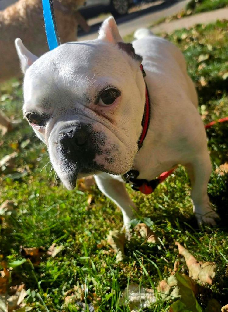 Enlarge Gavin, a Adoptable French Bulldog in Toronto, ON image 2/3
