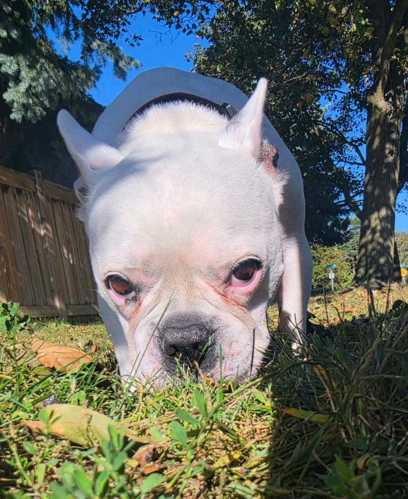 Enlarge Gavin, a Adoptable French Bulldog in Toronto, ON image 3/3
