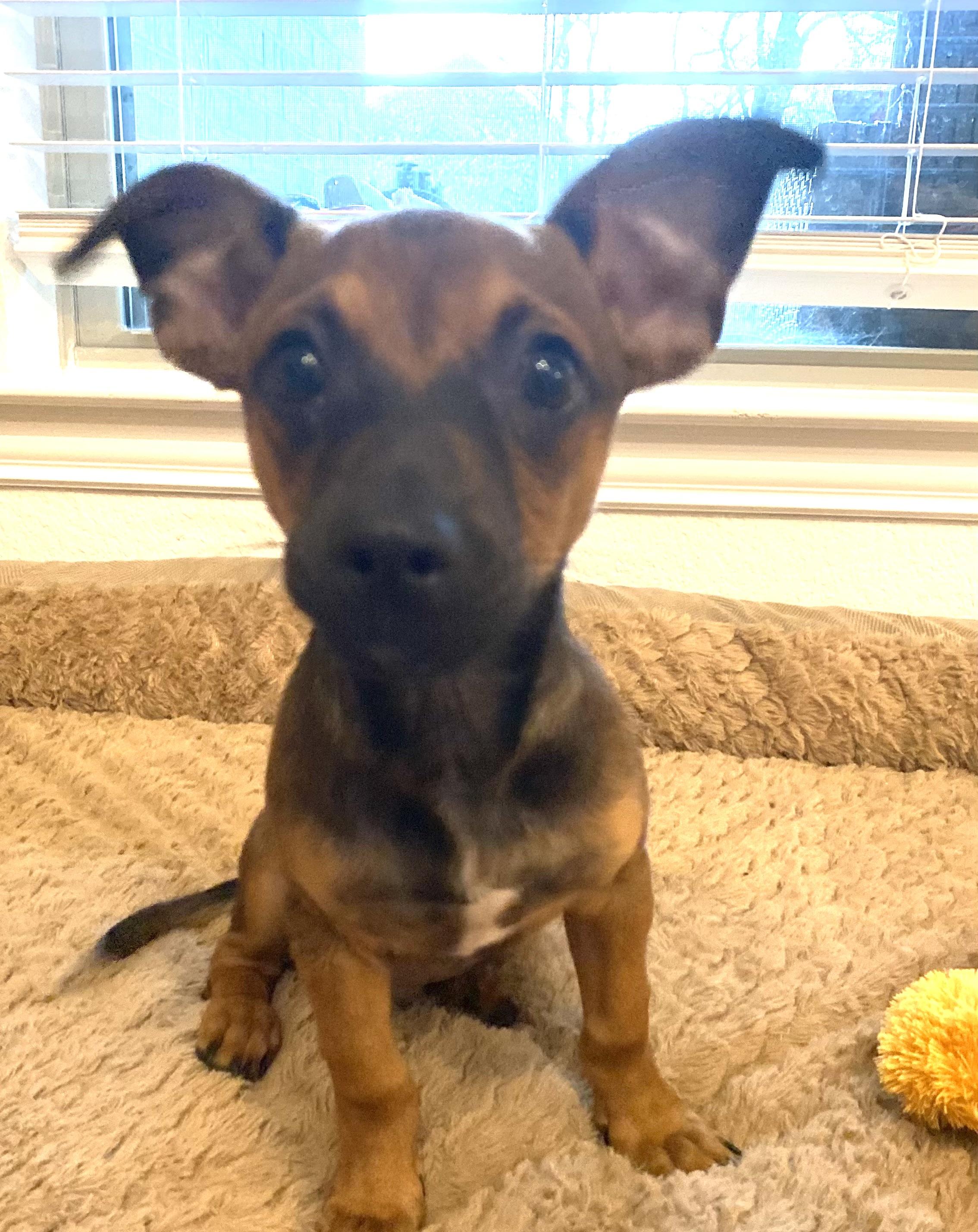 Enlarge MAX, a Adoptable mixed breed in Dallas, TX image 3/5